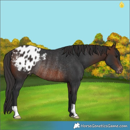 Horse Color:Brown Appaloosa Rabicano 