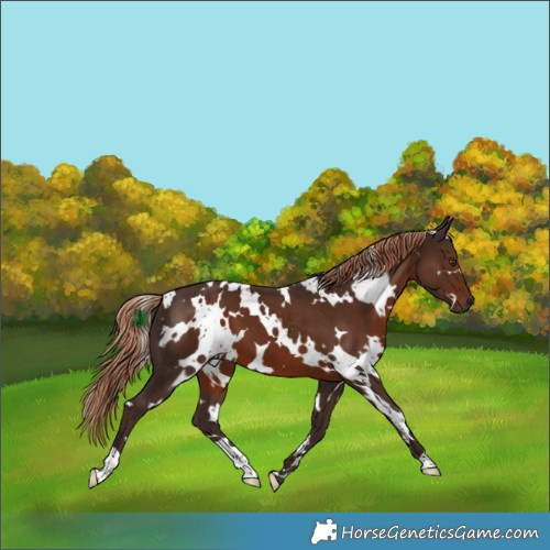 Horse Color:White Spotted Liver Chestnut 