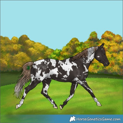Horse Color:White Spotted Liver Chestnut 