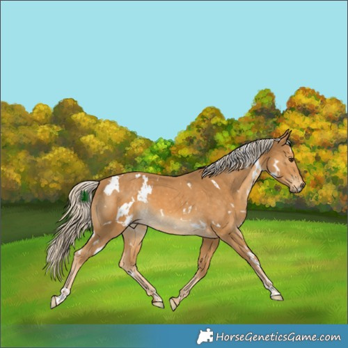 Horse Color:White Spotted Palomino