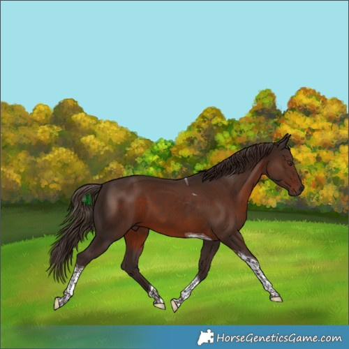 Horse Color:Liver Chestnut Tobiano