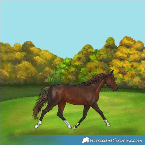 Horse Color:Liver Chestnut 