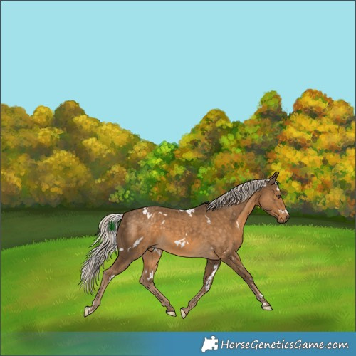 Horse Color:White Spotted Chocolate Palomino