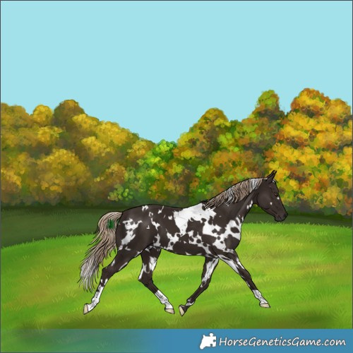 Horse Color:White Spotted Liver Chestnut