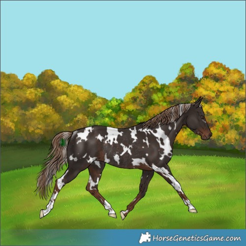 Horse Color:White Spotted Liver Chestnut Rabicano