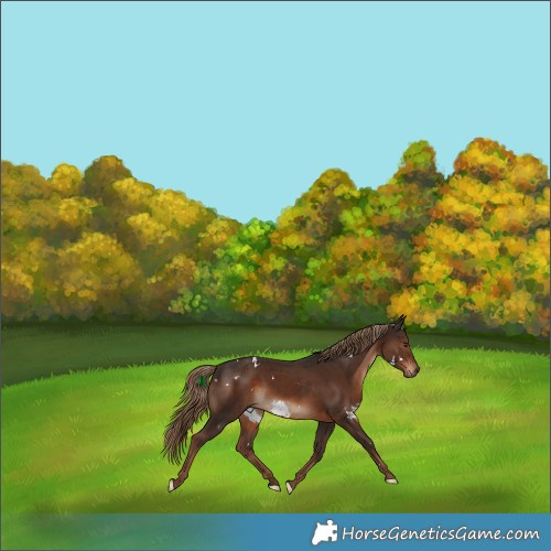 Horse Color:White Spotted Liver Chestnut