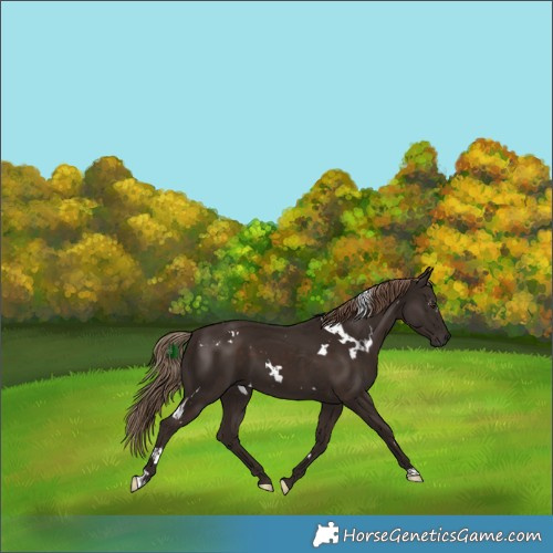 Horse Color:White Spotted Liver Chestnut