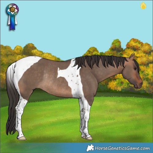 Horse Color:Bay Dun Tobiano Rabicano