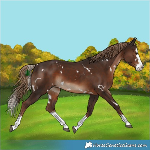 Horse Color:White Spotted Liver Chestnut Splash