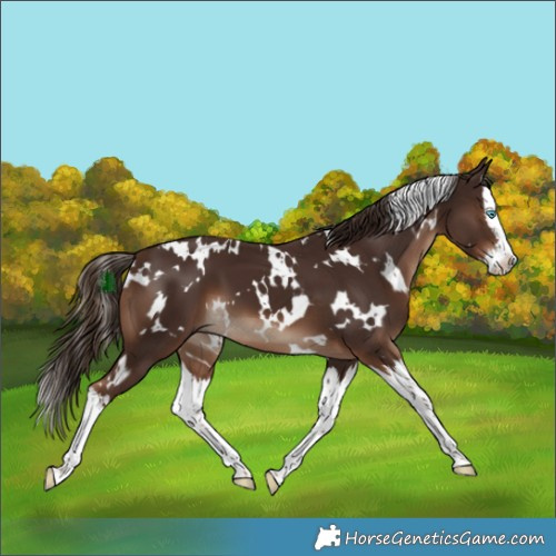 Horse Color:White Spotted Liver Chestnut Splash
