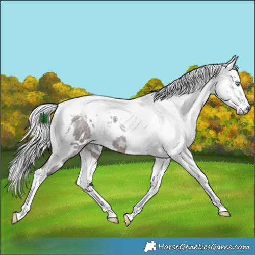 Horse Color:White Spotted Brown Roan Dun Harlequin Merle 