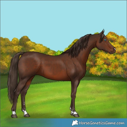 Horse Color:Liver Chestnut