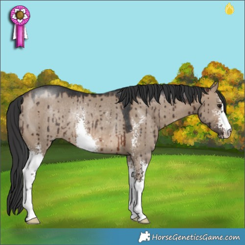 Horse Color:Brown Dun Sabino Rabicano Brindle 