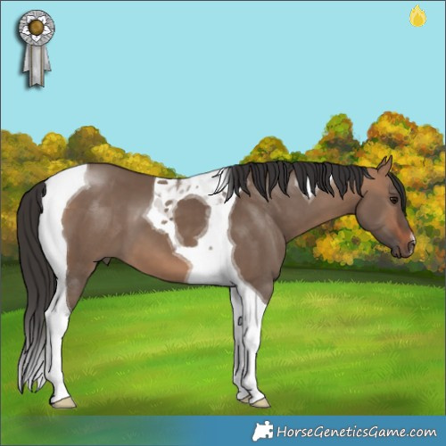 Horse Color:Bay Dun Tobiano