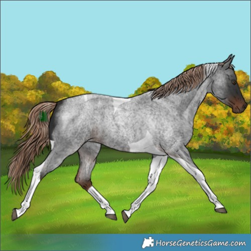 Horse Color:Liver Red Roan Tobiano 