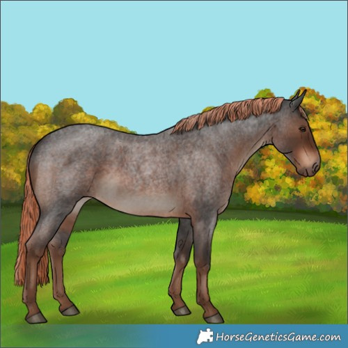 Horse Color:Liver Red Roan