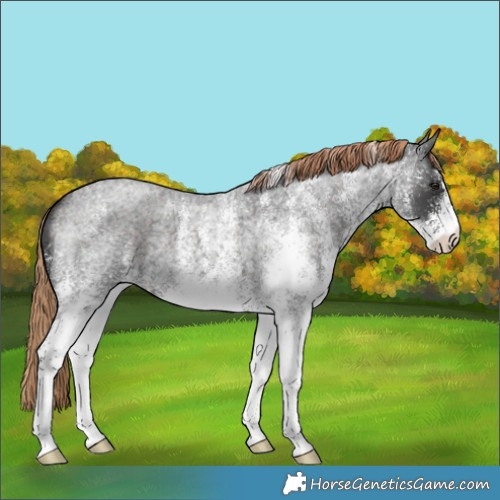 Horse Color:White Spotted Liver Red Roan