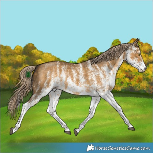 Horse Color:White Spotted Chocolate Palomino Dun Rabicano