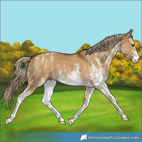 Horse Color:White Spotted Chocolate Palomino Dun