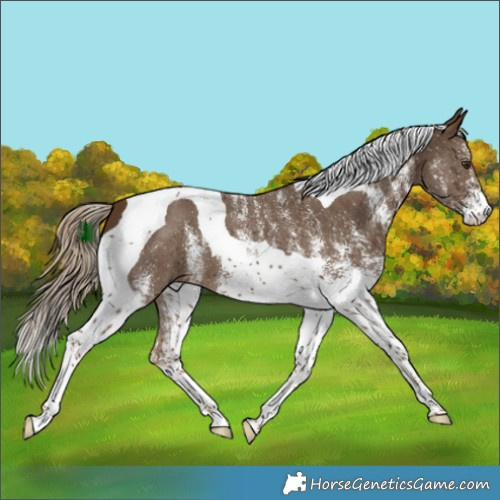 Horse Color:White Spotted Chocolate Palomino Tobiano 