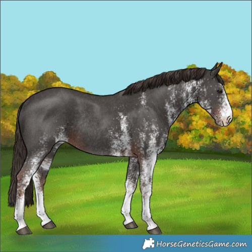 Horse Color:White Spotted Liver Chestnut Rabicano 