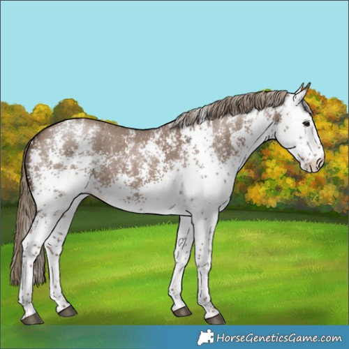 Horse Color:White Spotted Liver Red Dun 