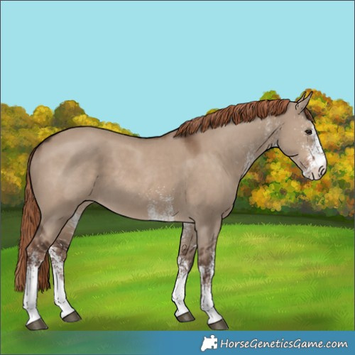 Horse Color:White Spotted Liver Red Dun 