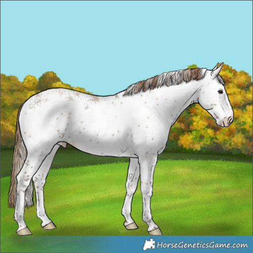 Horse Color:White Spotted Liver Red Dun 