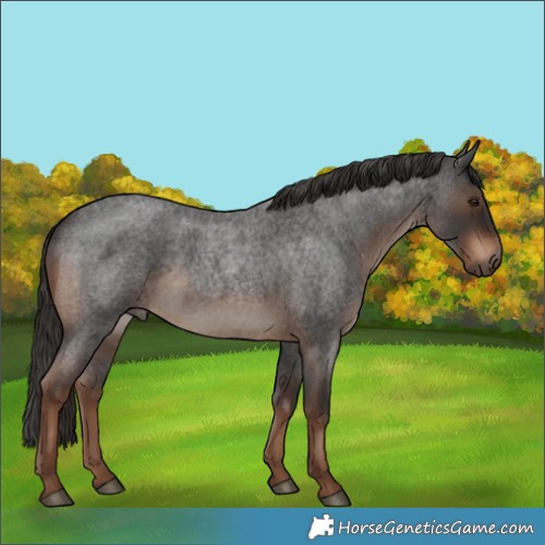 Horse Color:Liver Red Roan 