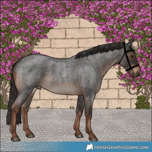 Horse Color:Liver Red Roan