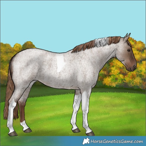 Horse Color:Liver Red Dun Roan Tobiano 