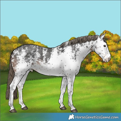 Horse Color:White Spotted Liver Chestnut Rabicano