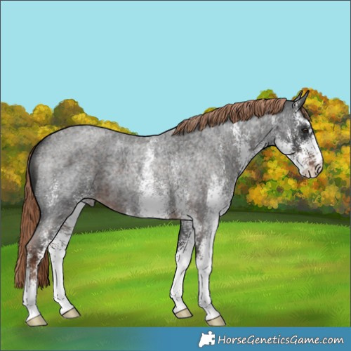 Horse Color:White Spotted Liver Red Roan