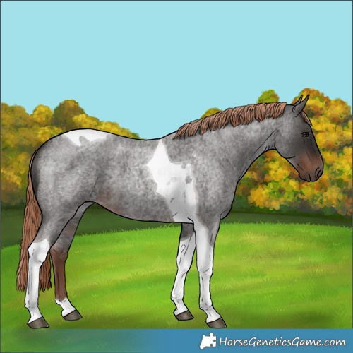 Horse Color:Liver Red Roan Tobiano 