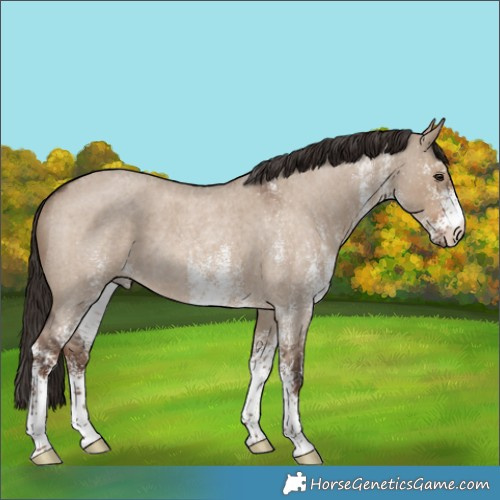 Horse Color:White Spotted Liver Red Dun Roan Rabicano