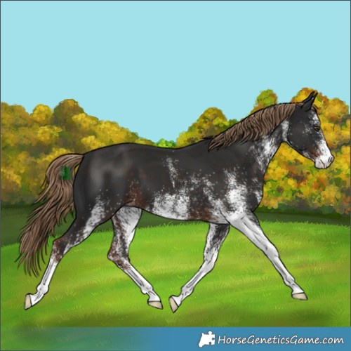 Horse Color:White Spotted Liver Chestnut 