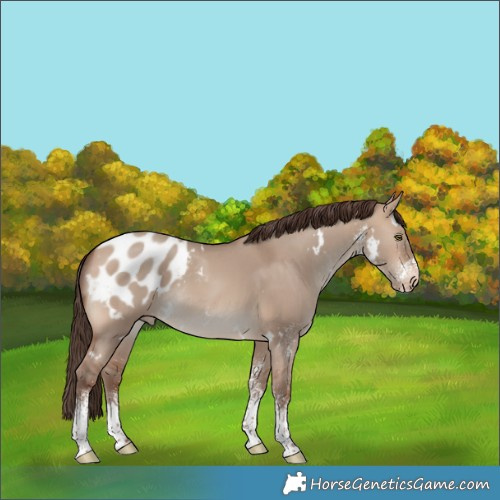 Horse Color:White Spotted Sable Champagne Dun Appaloosa