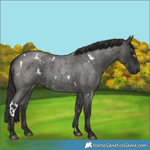 Horse Color:White Spotted Liver Red Roan 