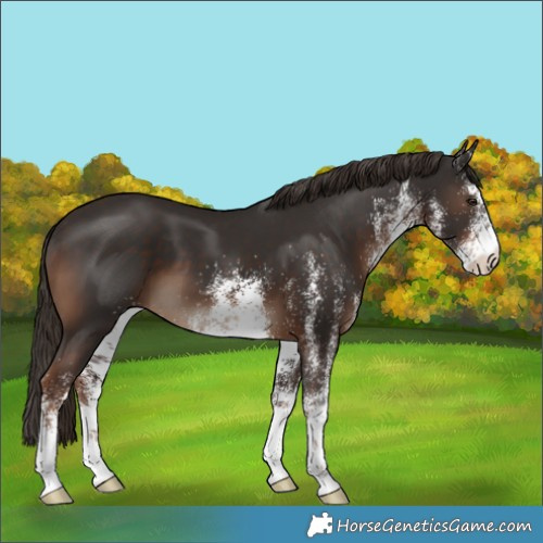 Horse Color:White Spotted Liver Chestnut 