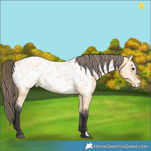 Horse Color:Buckskin Appaloosa 