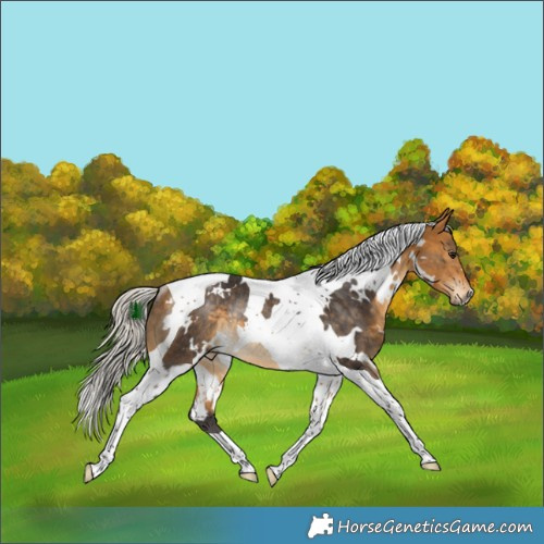Horse Color:White Spotted Silver Buckskin Tobiano Rabicano