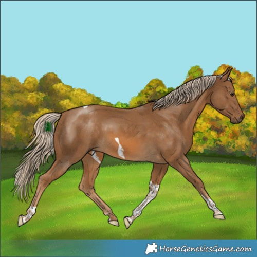 Horse Color:Chocolate Palomino Tobiano 