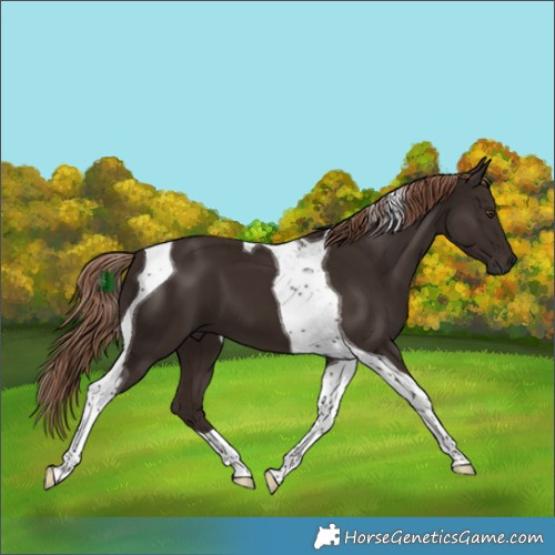 Horse Color:Liver Chestnut Tobiano