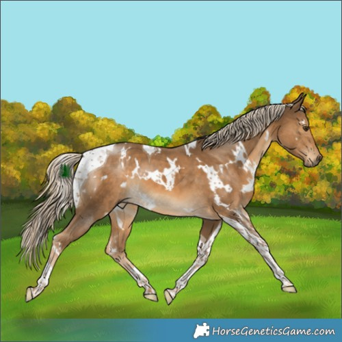 Horse Color:White Spotted Chocolate Palomino Tobiano 