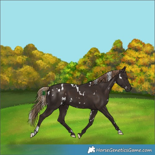 Horse Color:White Spotted Liver Chestnut 