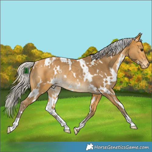 Horse Color:White Spotted Silver Buckskin Appaloosa Rabicano 