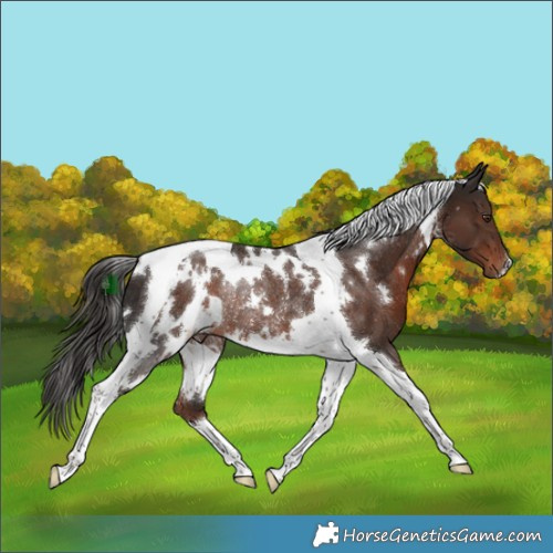 Horse Color:White Spotted Liver Chestnut Tobiano Rabicano 
