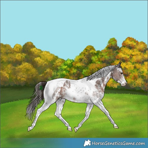 Horse Color:Liver Chestnut Sabino Tobiano