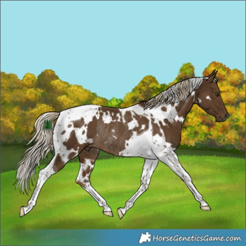 Horse Color:White Spotted Chocolate Palomino Tobiano Rabicano