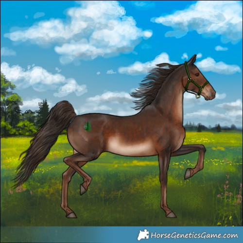 Horse Color:Liver Chestnut 